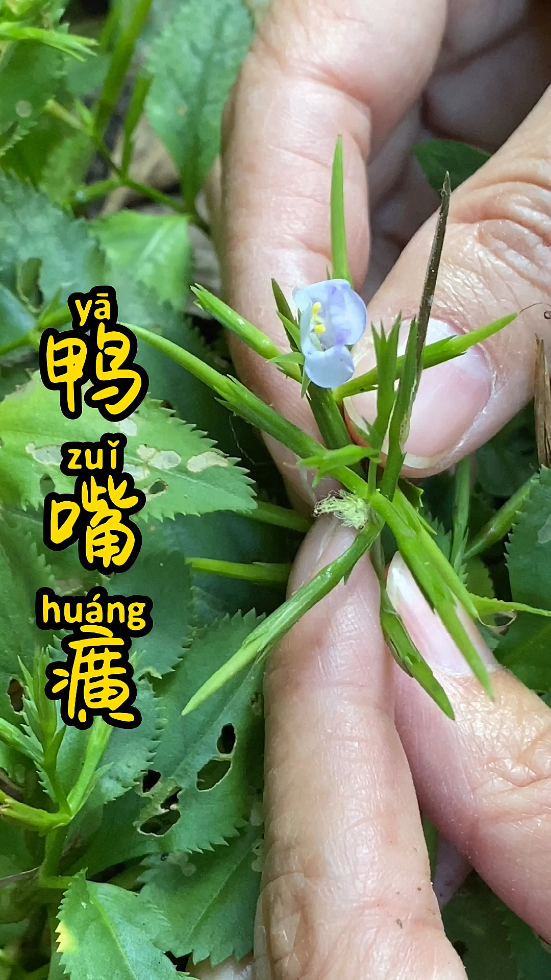 上山给闺蜜采鸭嘴癀