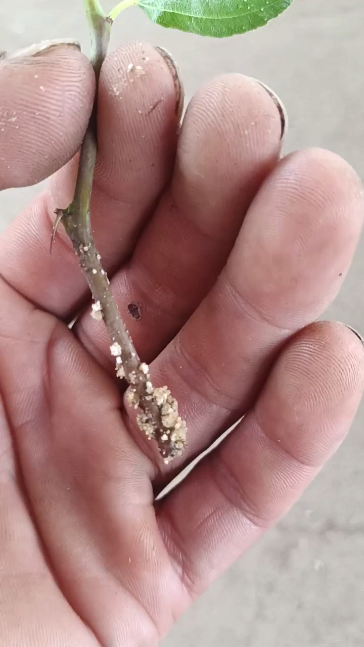 7月小视频打卡赛枣树扦插很简单只要你用心