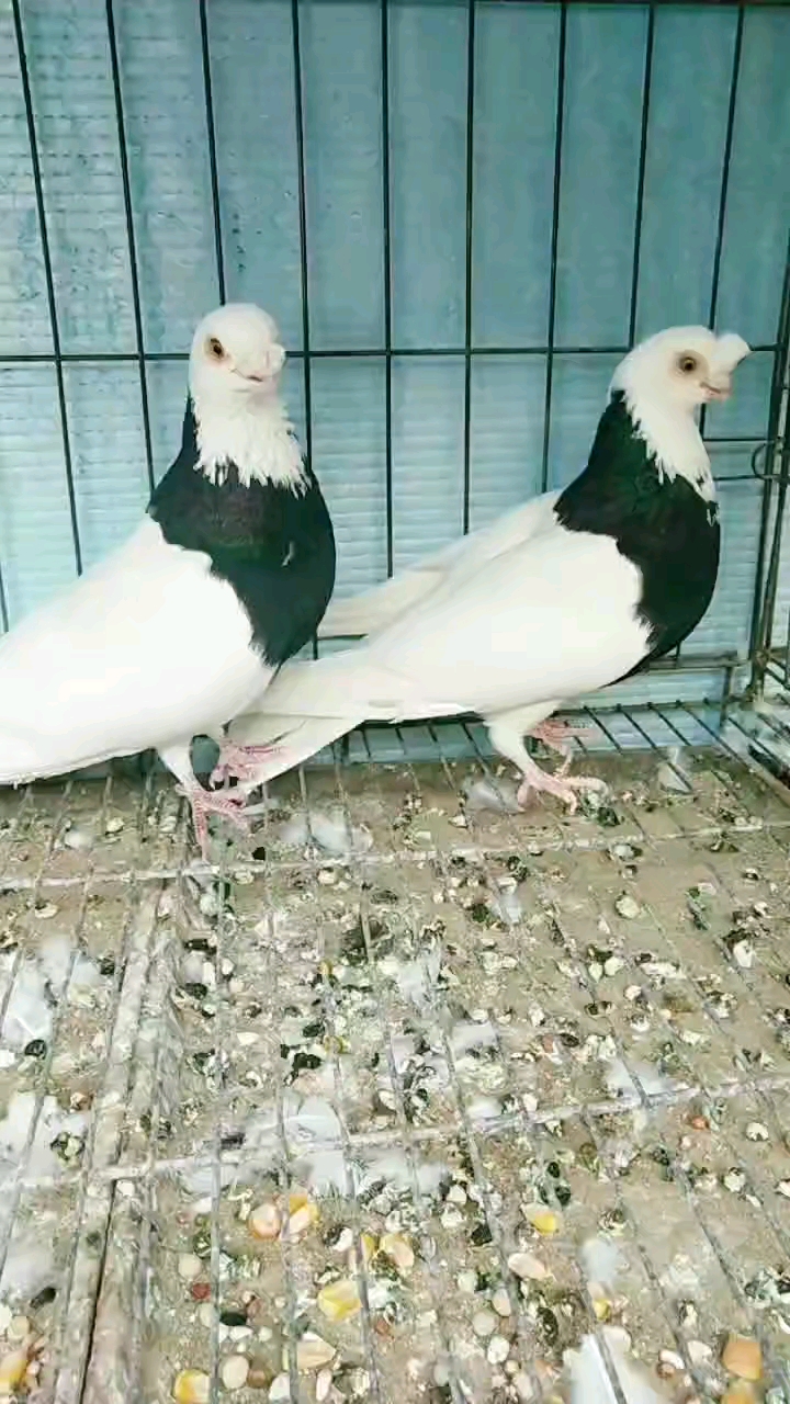 鸽魔#精品老气墨环种鸽一对,太漂亮了.种鸽一对.-度小视