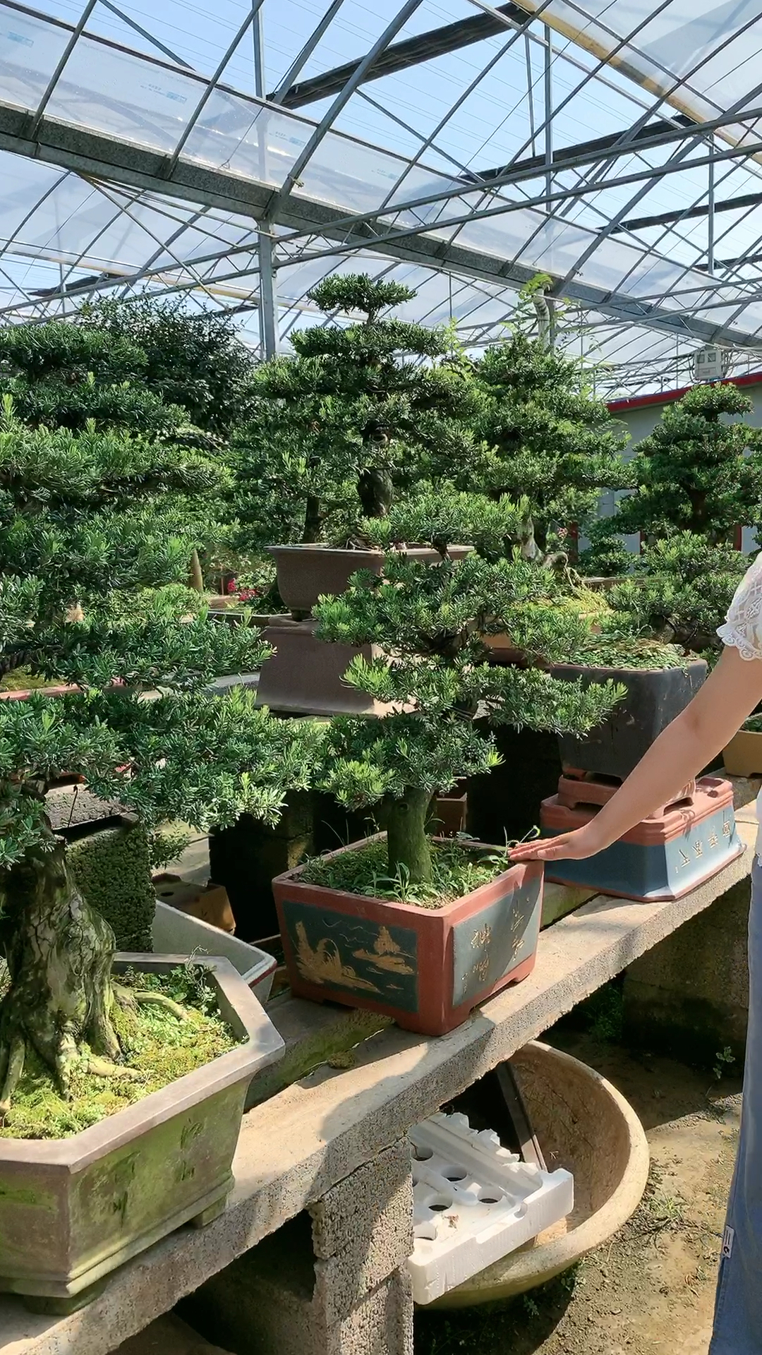 罗汉松批发基地