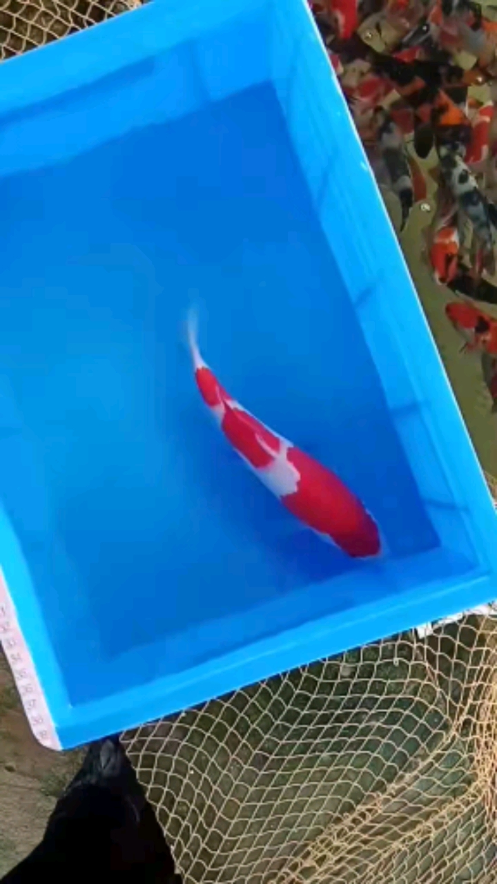 锦鲤#经典红白三段日本血统锦鲤鱼苗分段明确颜色鲜艳体型美丽25厘米