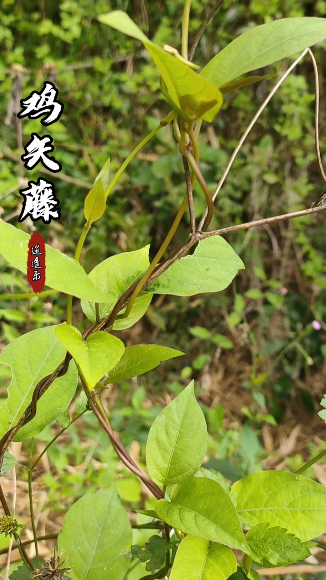 认识中草药#百草中药之鸡矢藤,茜草科双子叶植物纲臭藤全草,全草纫