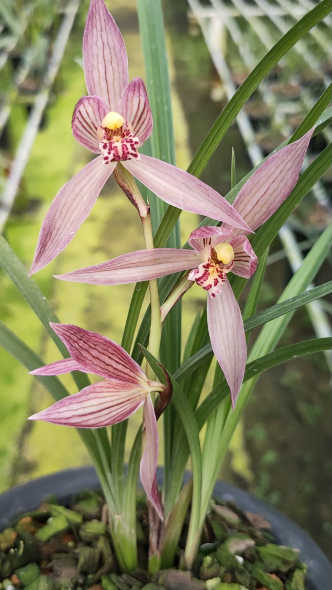 春剑中国红兰花