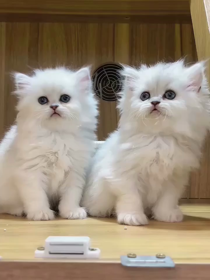 宠物最可爱的样子#可可爱爱的一对小猫咪