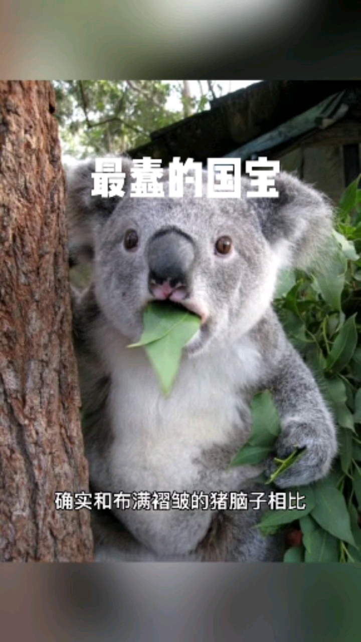 动物世界考拉的智商真的那么令人堪忧吗为什么会被称为最蠢的国宝