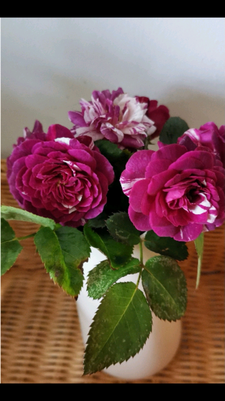 芬芳宝石是我很喜欢的一款条纹切花月季,它多头开花,一开就是一束插花