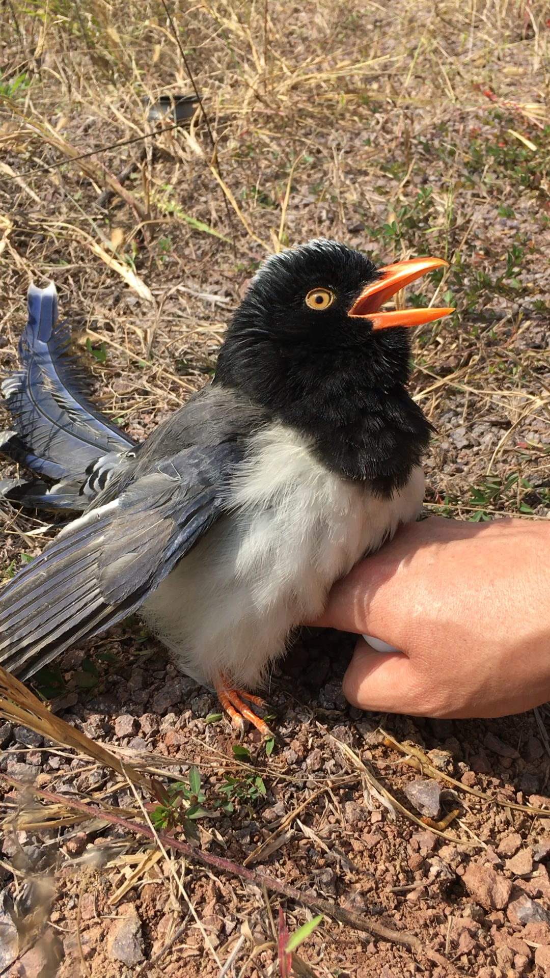 看到一只小喜鹊在孵蛋摸一下