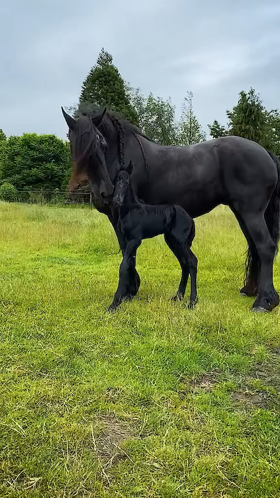 汗血宝马#骏马驰骋