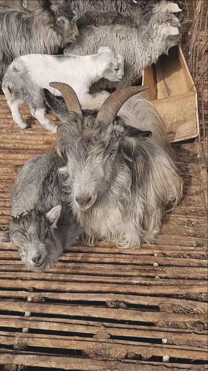 乡村生活#人生若只如初见,何事秋风悲画扇@纯种青山羊