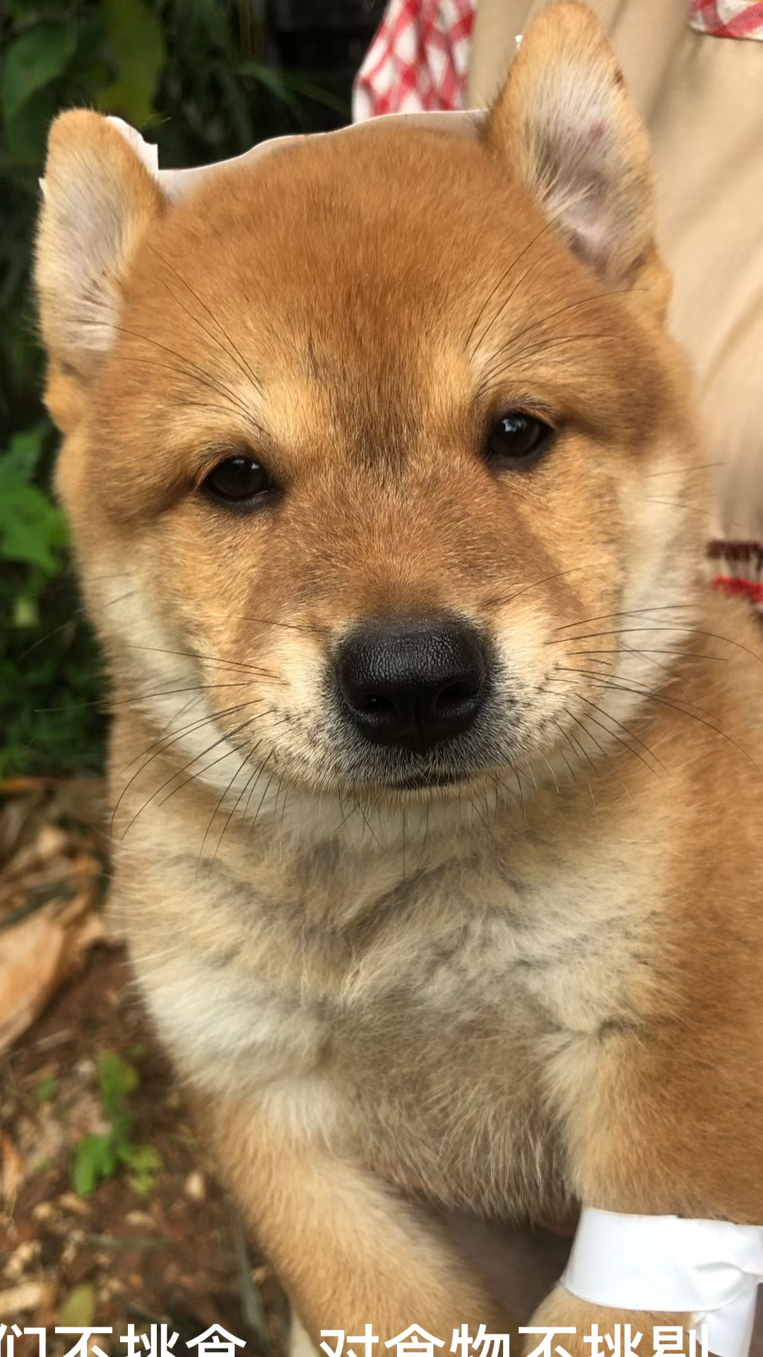 田园犬阿黄,笑面迎人