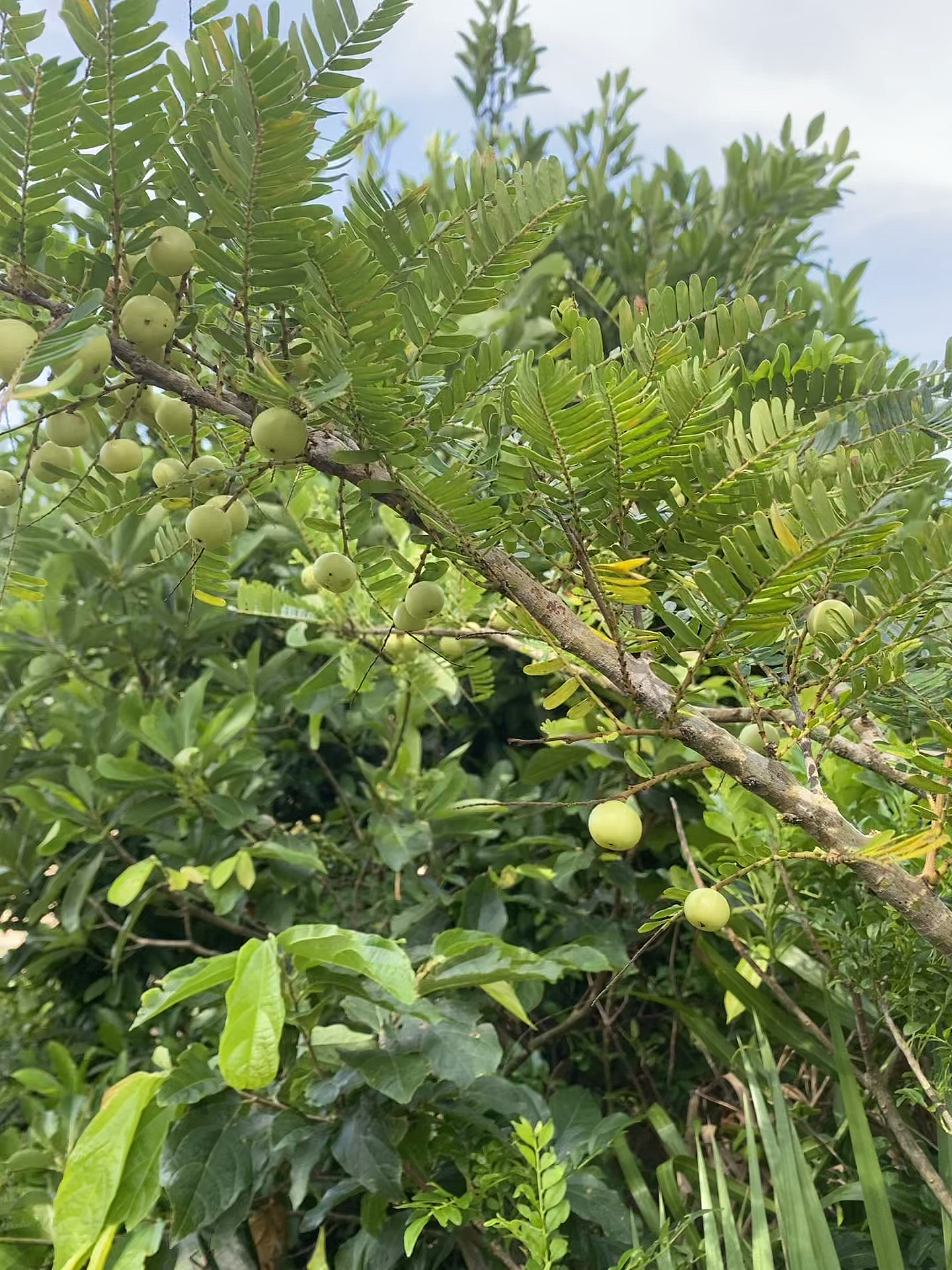 油柑果,你们有吃过吗?