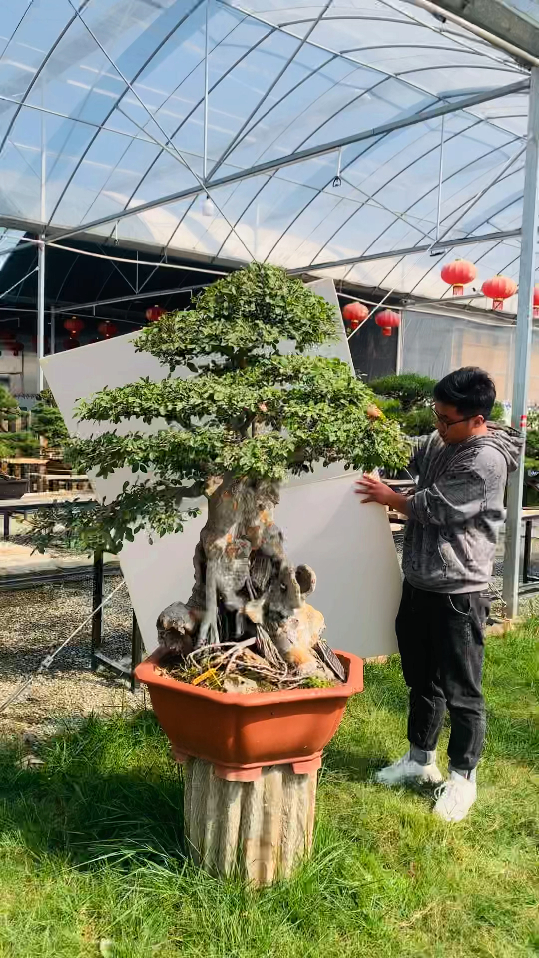 老桩榆树盆景#老桩榆树,如意千秋-度小视