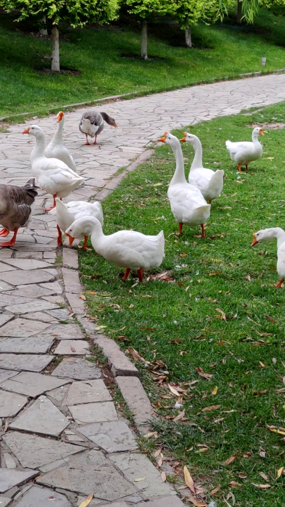 大白鹅#生活在公园里的一群鹅.