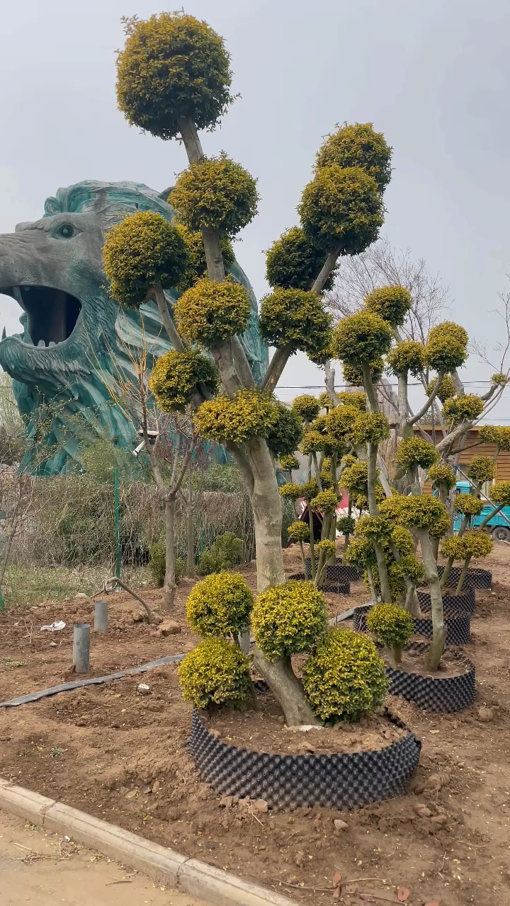 小叶女贞造型树基地女贞造型树亮晶晶女贞