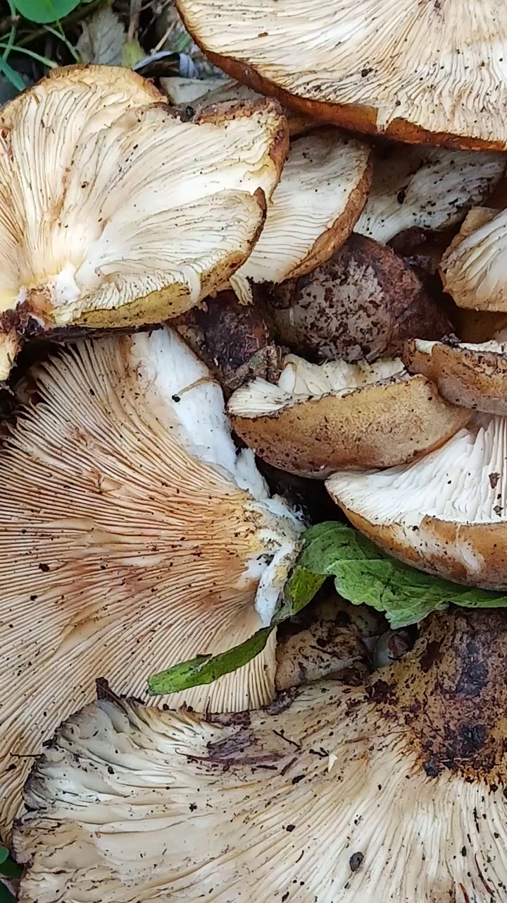 这是从大山倒木上捡的园蘑也称冻蘑