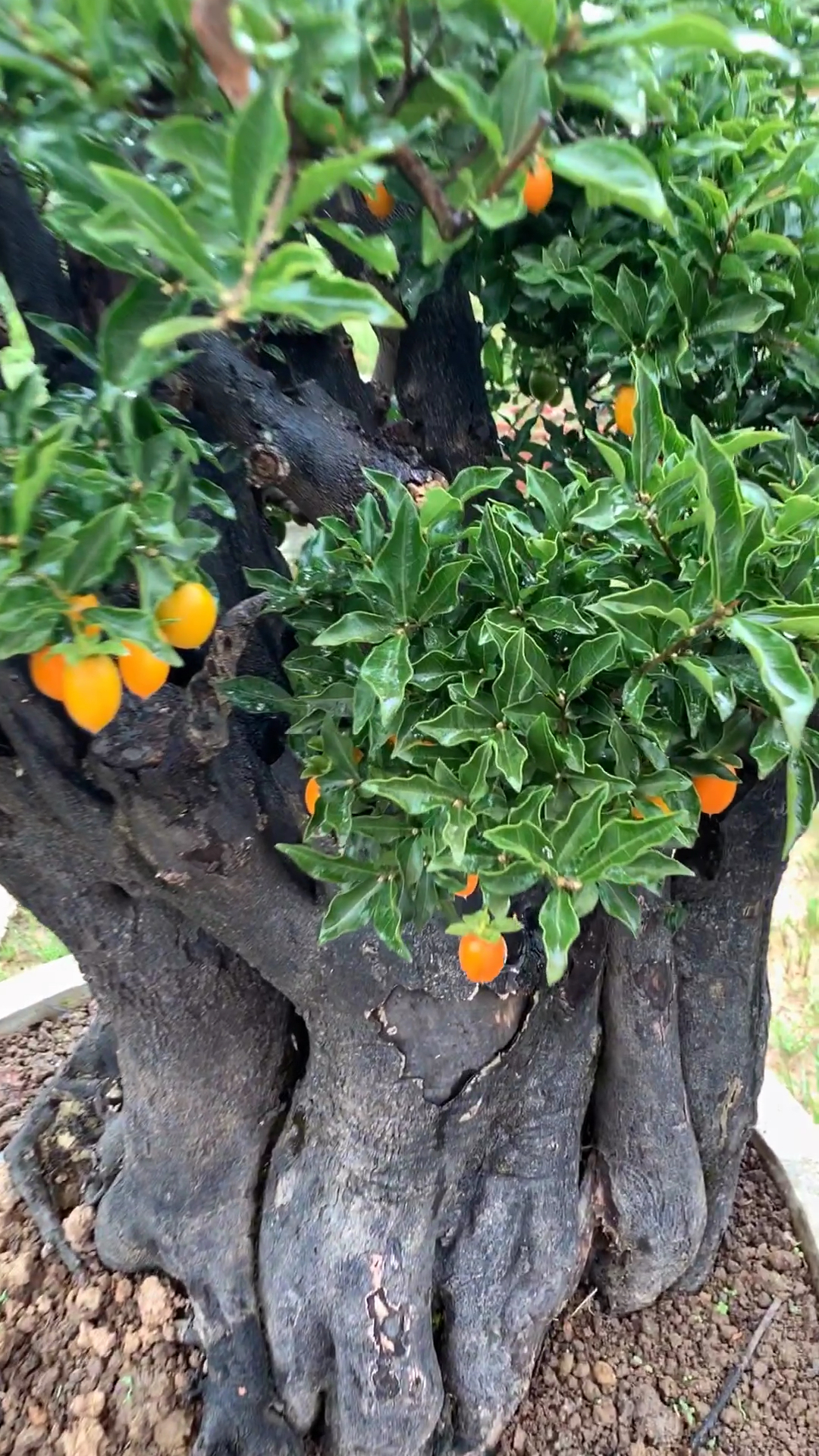 大型血红果金弹子盆景