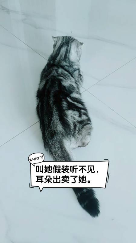 家有猫咪#猫孩不想理你时假装听不见,真是傲娇的宝贝.