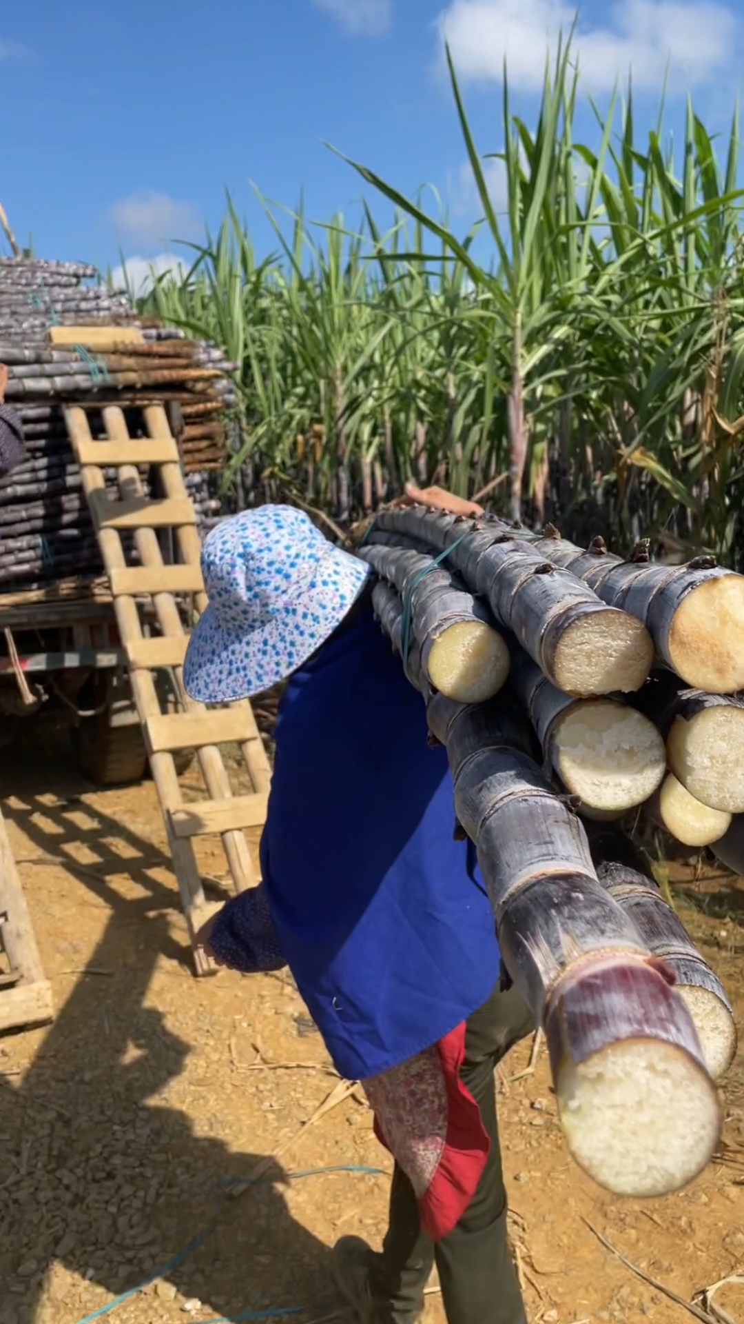 广西黑皮甘蔗#广西黑皮甘蔗采收现场,原来说的砍甘蔗是这种砍的,快来