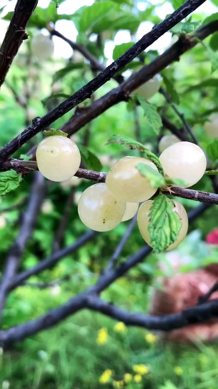 恕我孤陋寡闻,才知道还有白樱桃.晶莹剔透,像白珍珠一样.-度小视