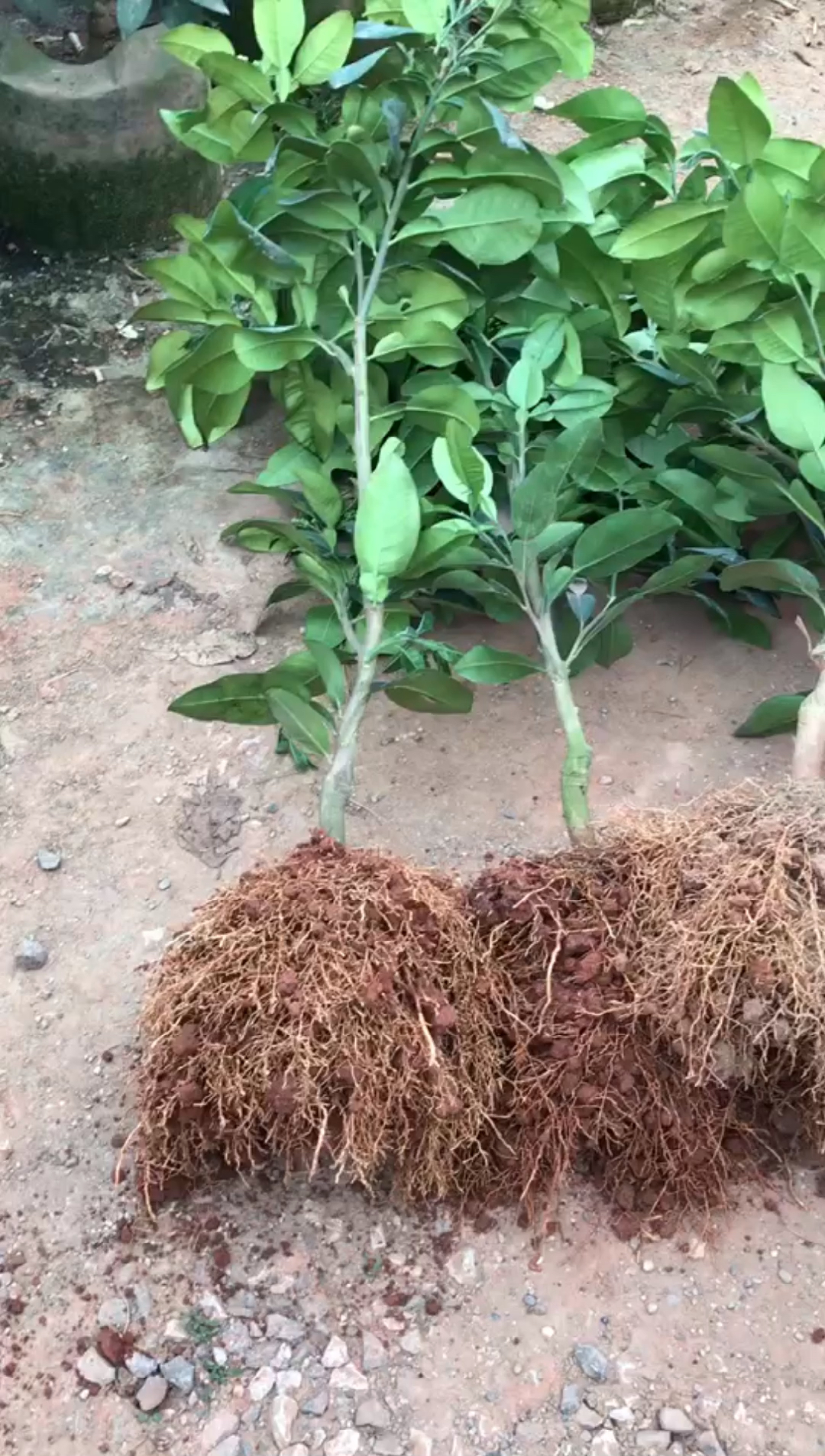 这个泰国红宝石青柚苗可以,搞回去明年可以挂果了,此处应该点个