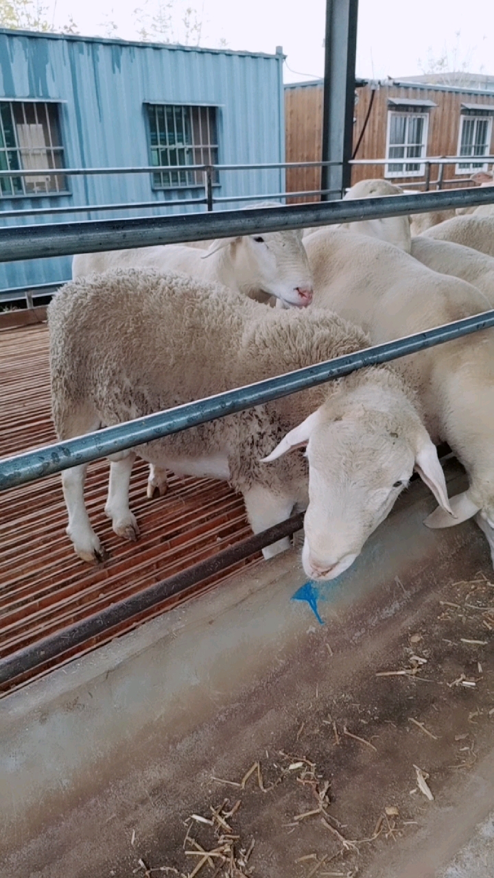 澳洲白种公羊#澳洲白绵羊种公羊高品质品种种公羊-全民小视频