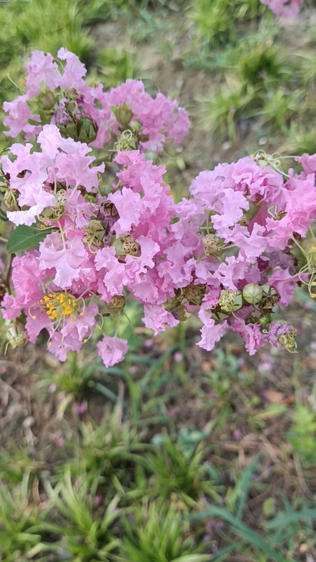 淡粉色的花图片及名称图片