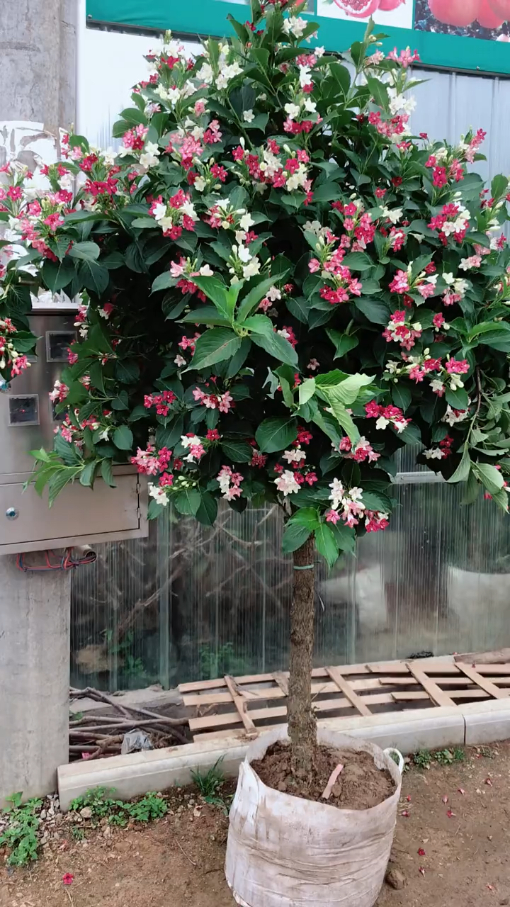 五彩锦带寓意前程似锦开花彩色耐寒耐旱南北方都可以栽植