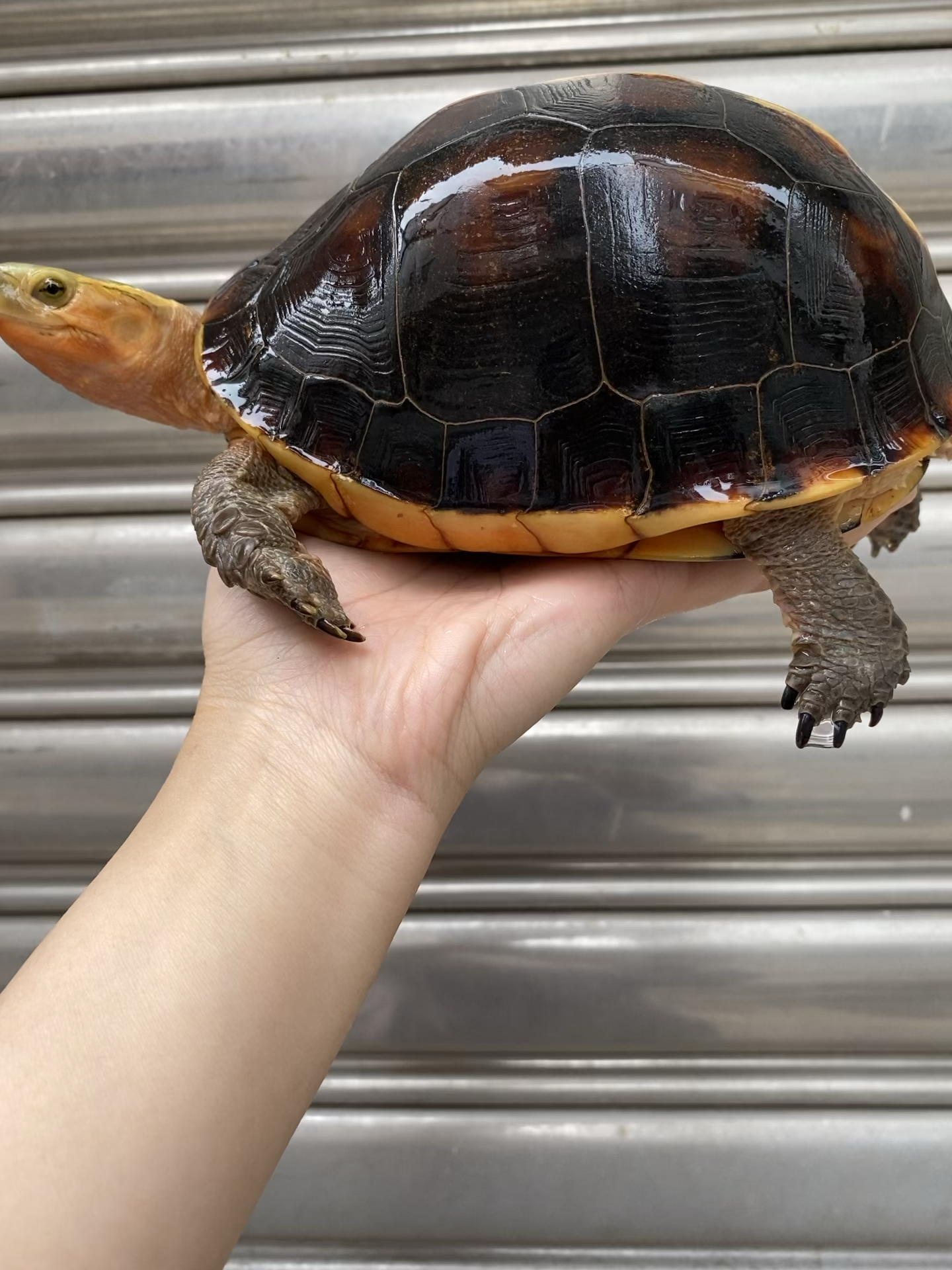 黄缘闭壳龟(宠物龟)