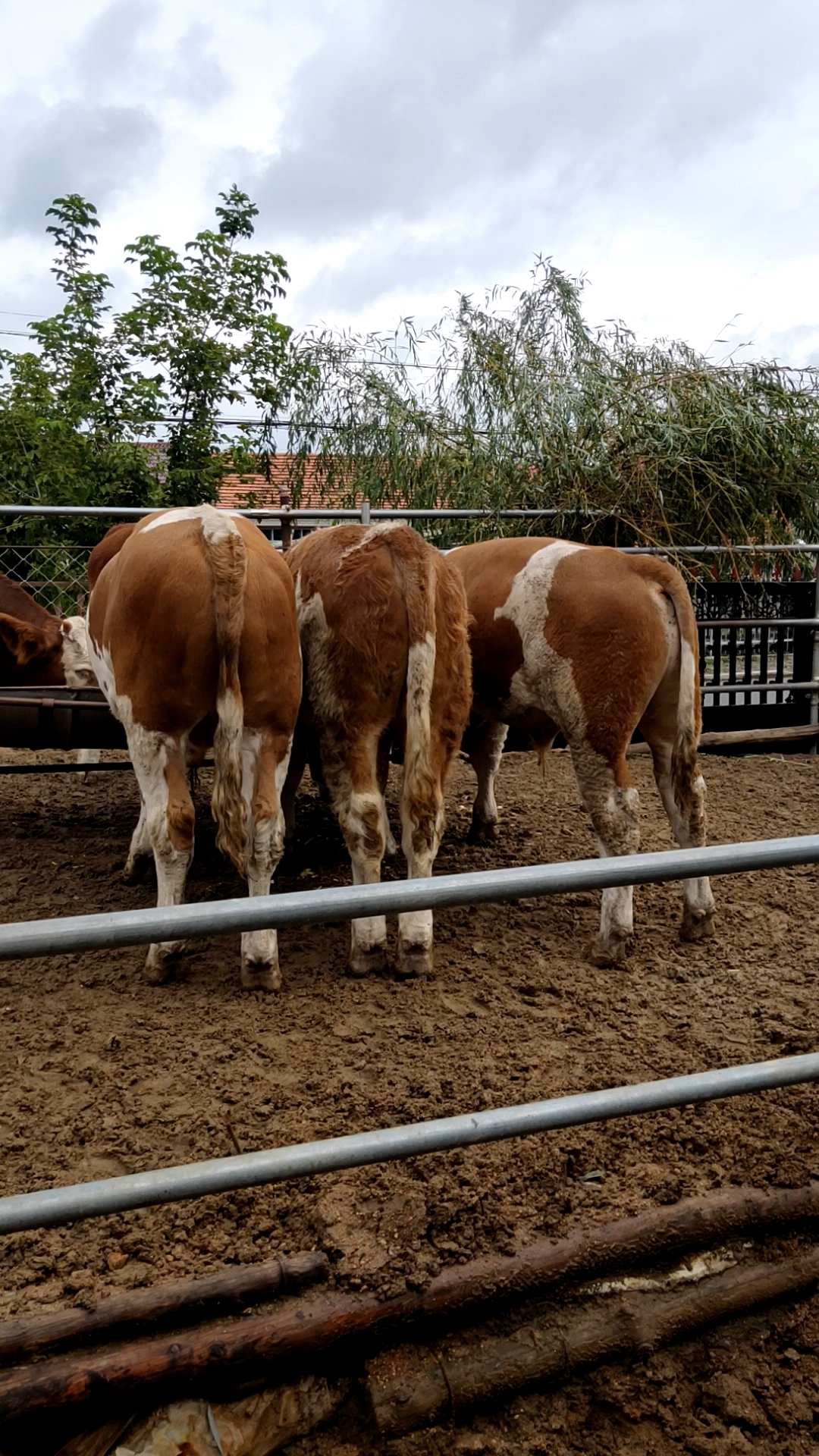 西门塔尔育肥公牛