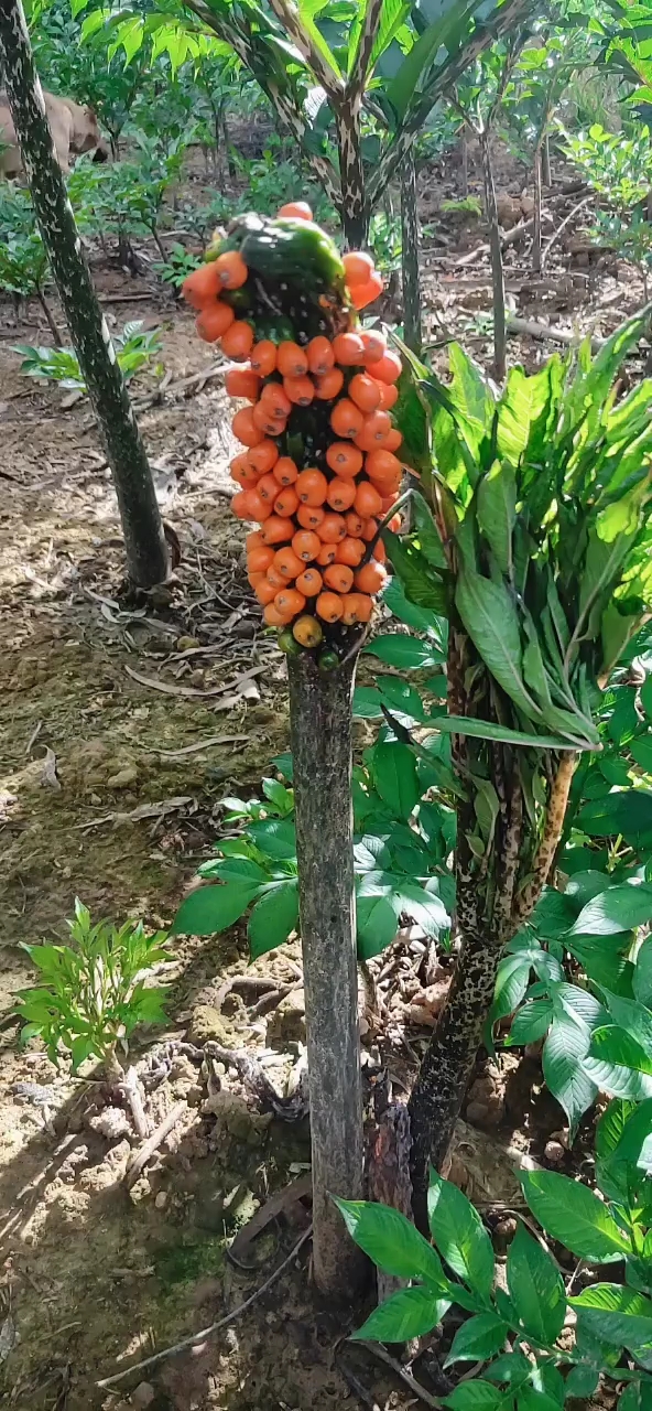 音为有你#魔芋开花