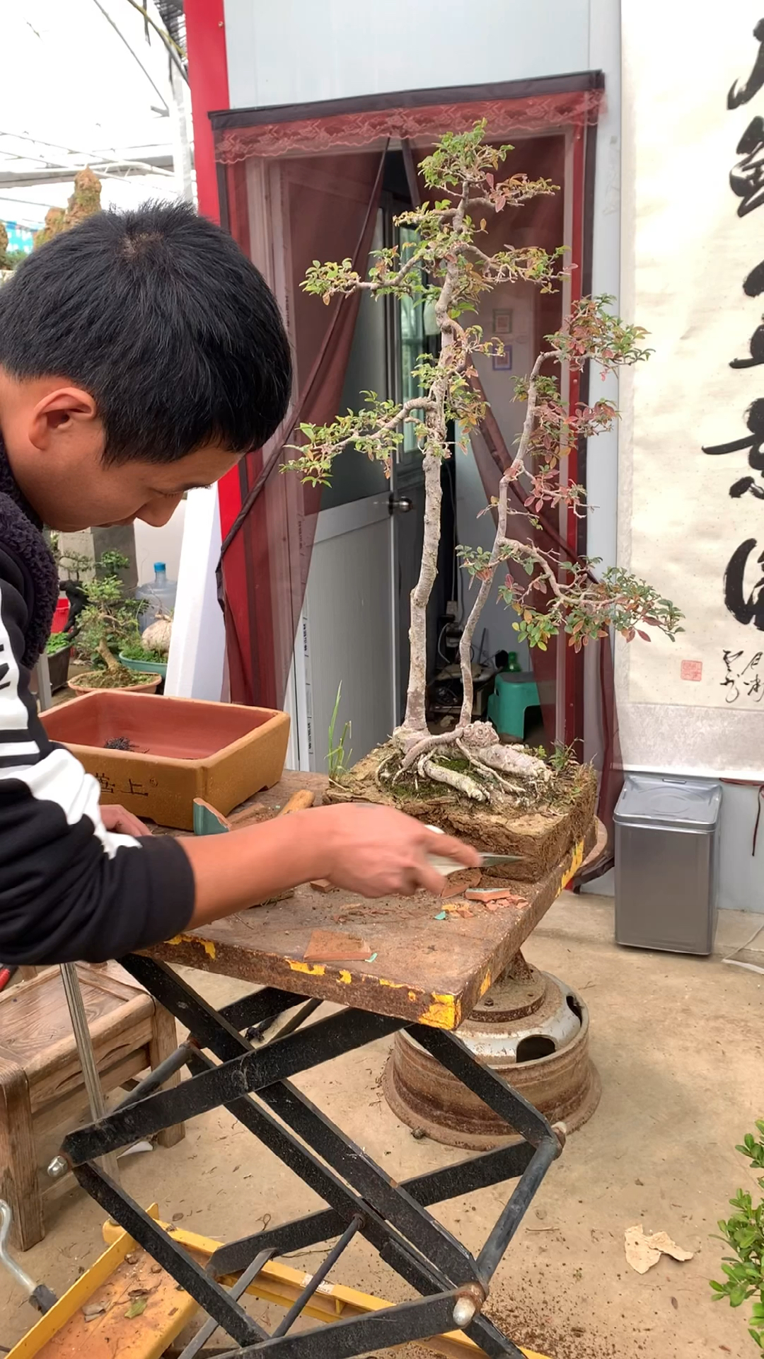 韵味十足的双杆榆树盆景