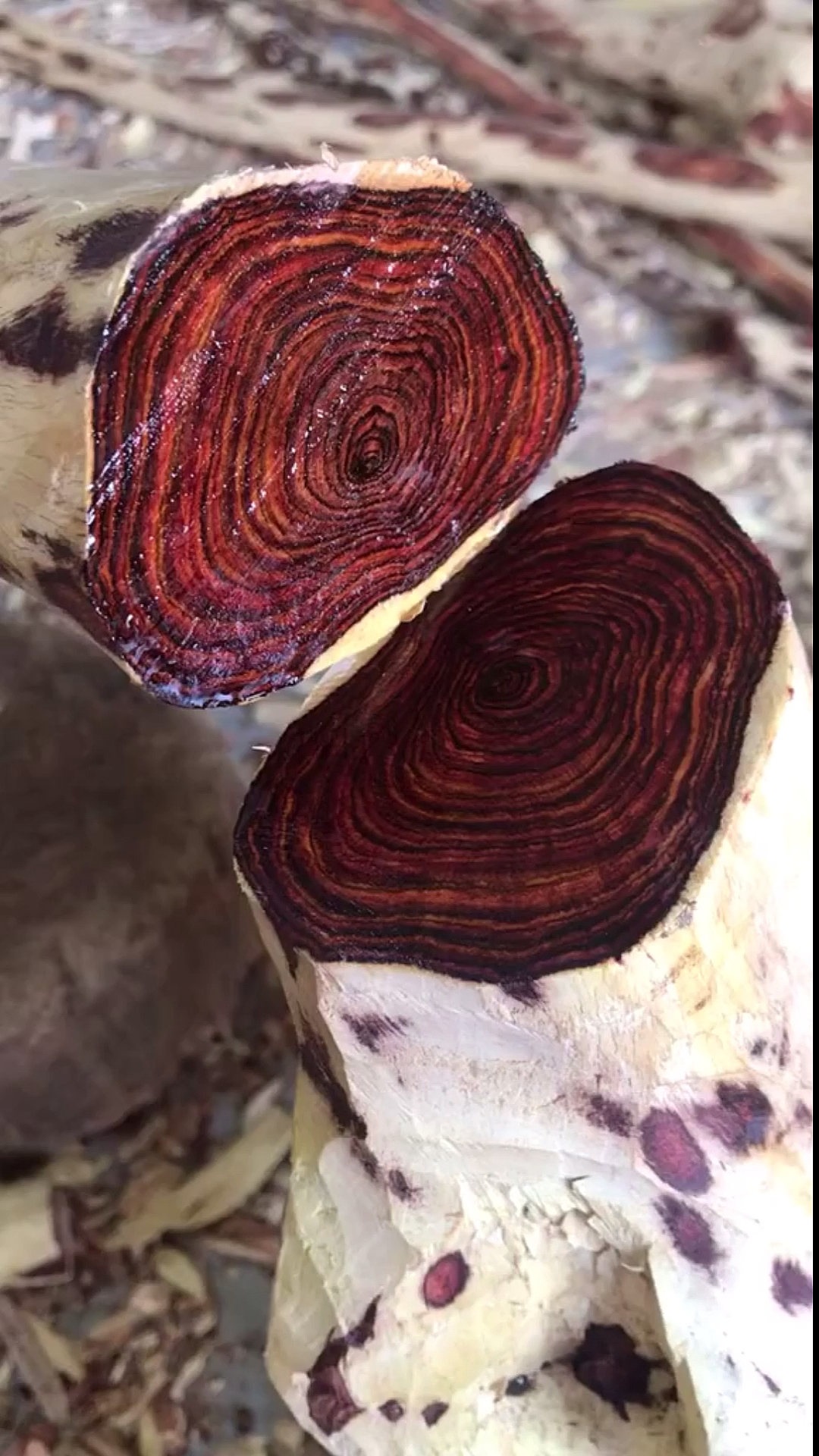 海南黄花梨#海黄蜘蛛纹