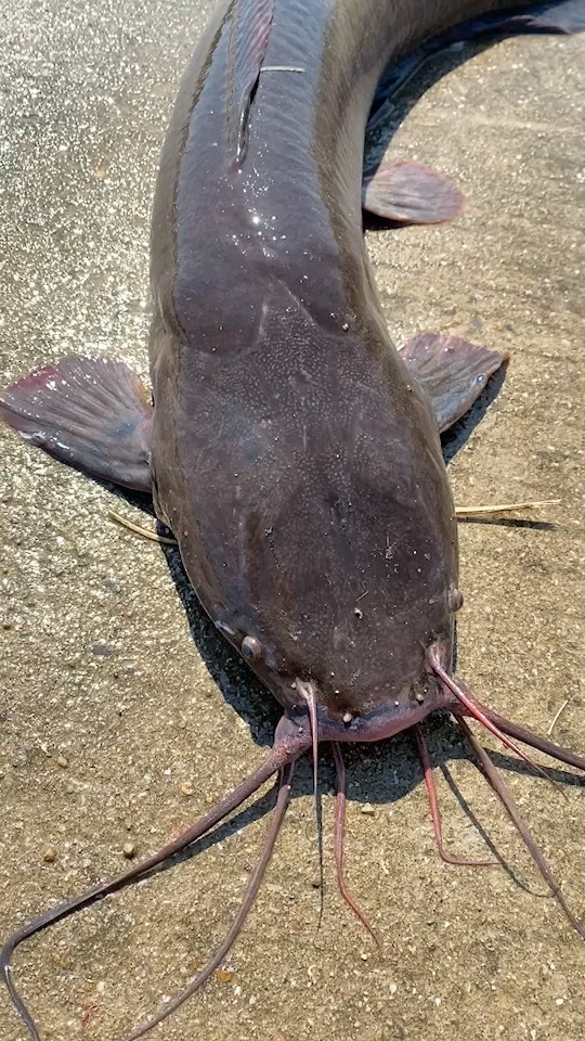 户外抓鱼#野生埃及鱼