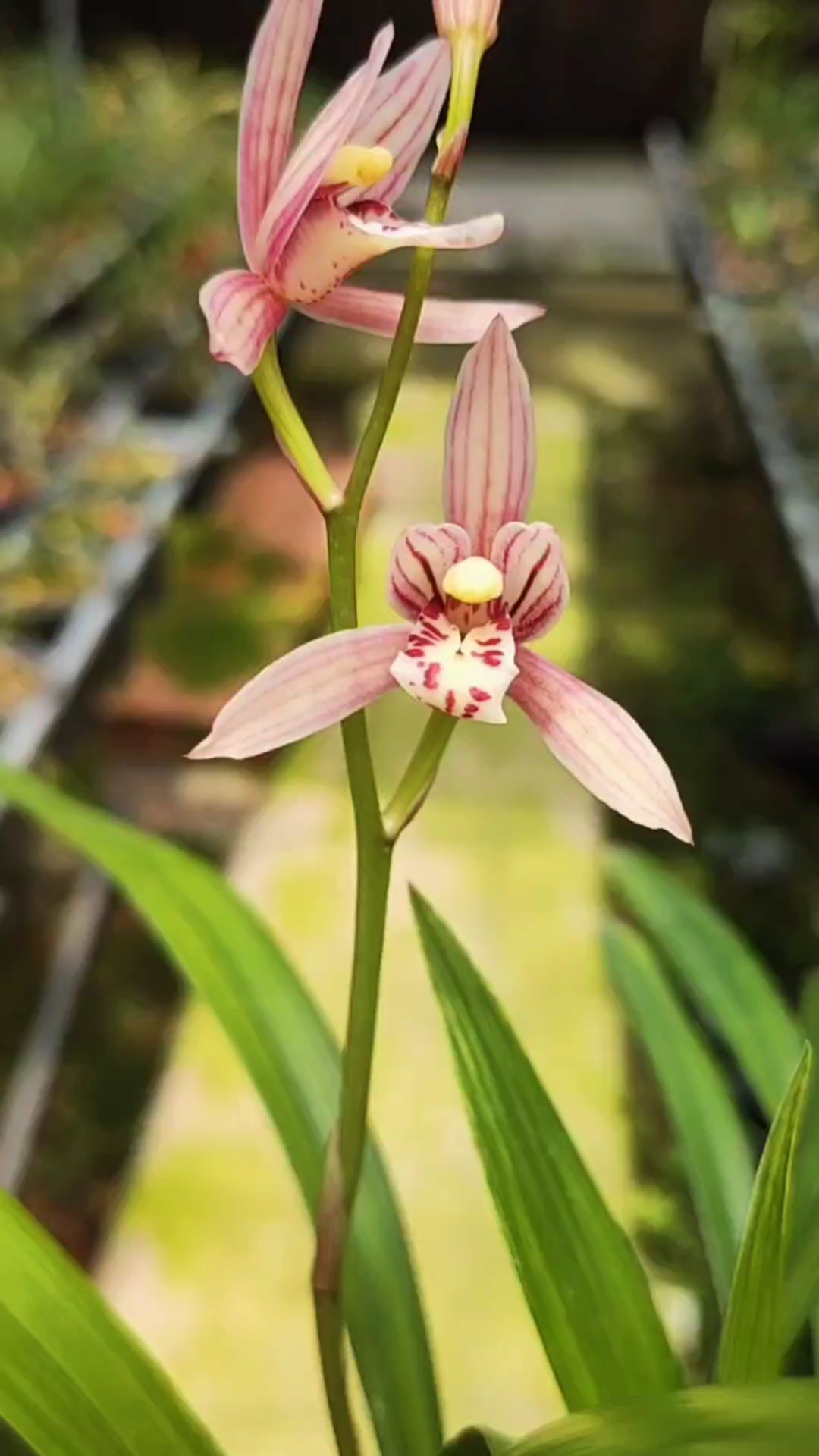 建兰峨眉胭脂小草型建兰色花