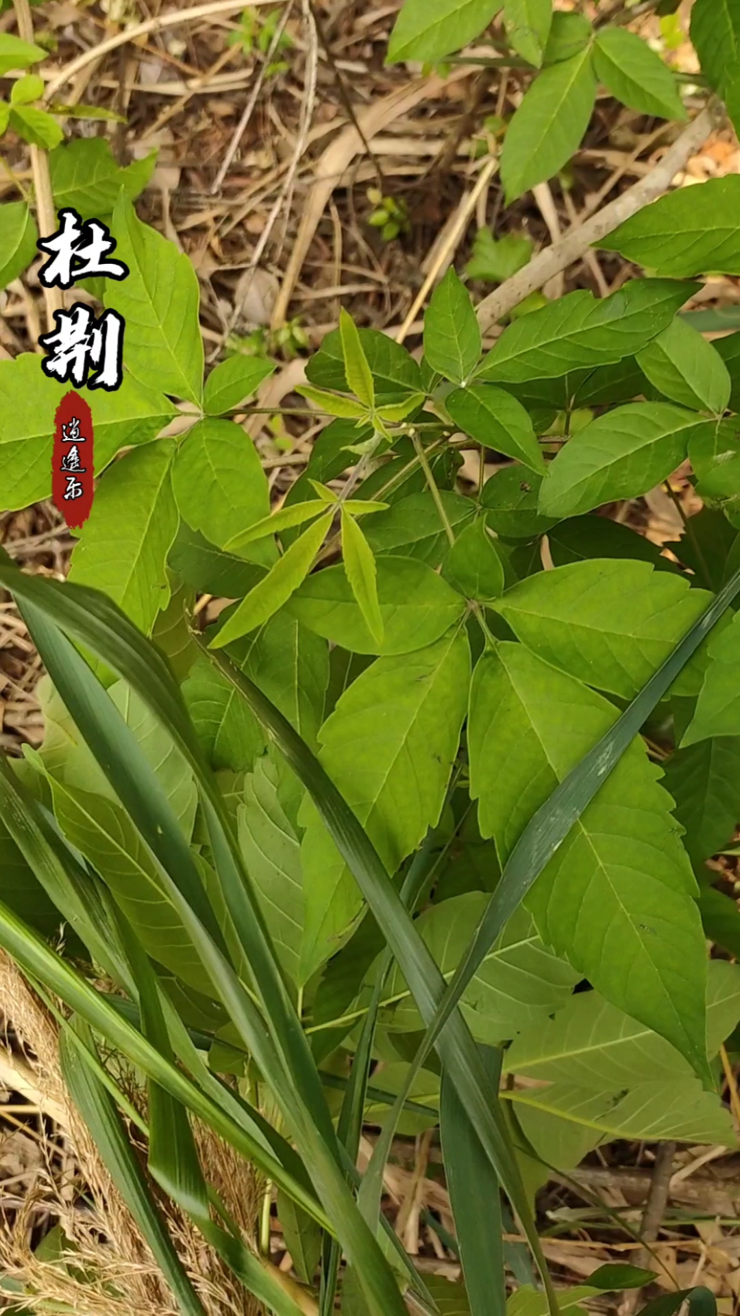 认识中草药#百草中药之杜荆,马鞭草科植物,小乔木或落叶灌木,本品以