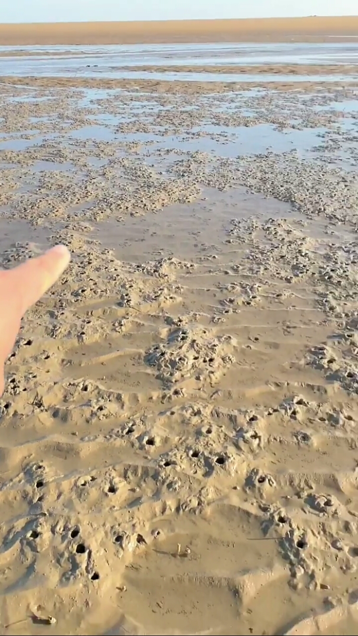 大自然的美#这是要发财了吗?一片都是蛏子洞,要赶紧挖了