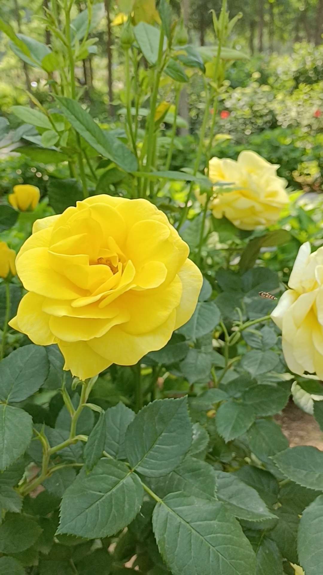 #音为有你#最爱这黄月季,花瓣重重叠叠,有丝绒的质感-度小视