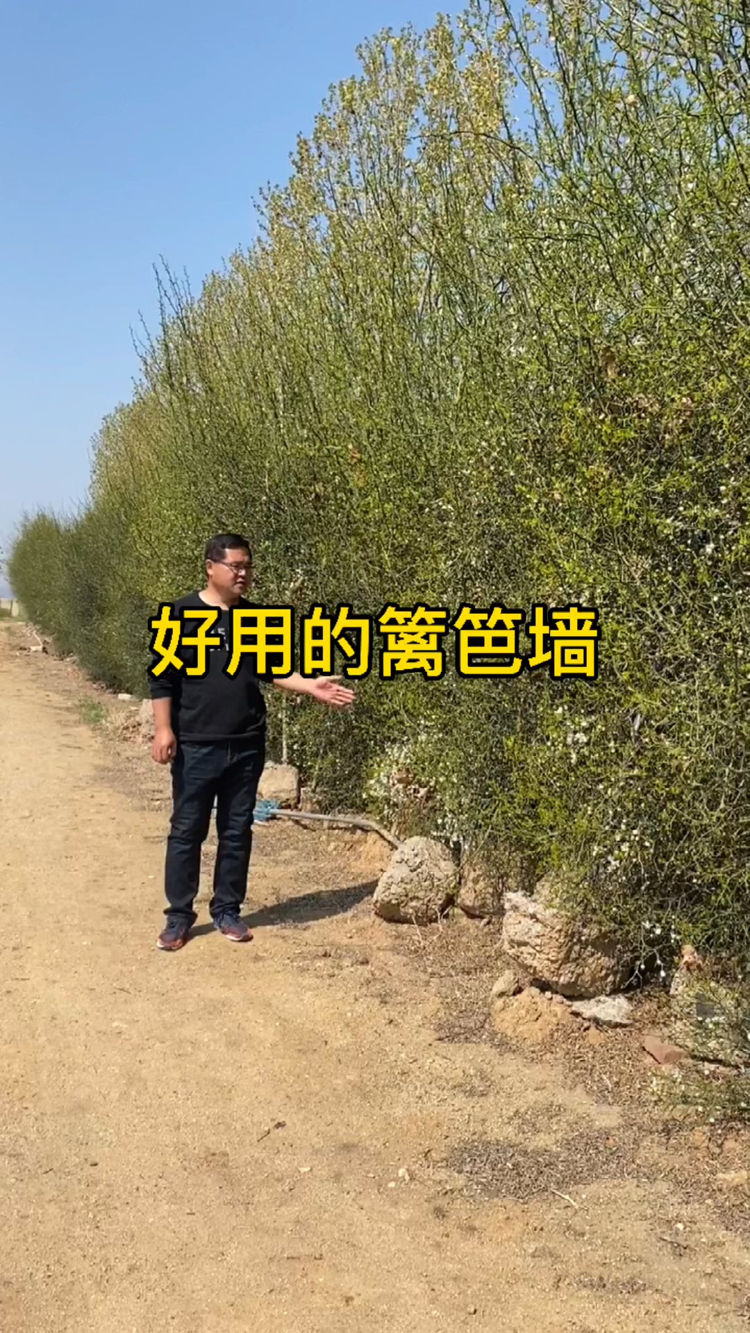 乡村生活#果园里好用的篱笆墙,枸橘树也叫雀不站,还有的叫枳壳