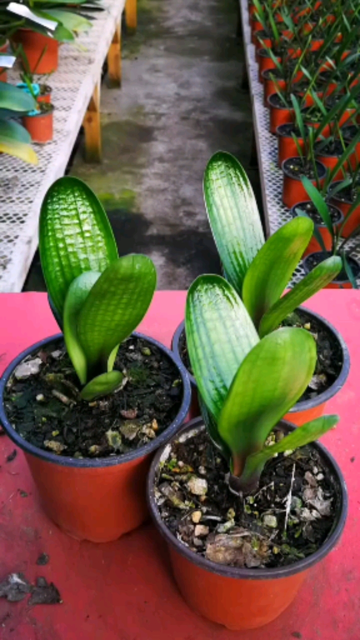 精品君子兰小苗.