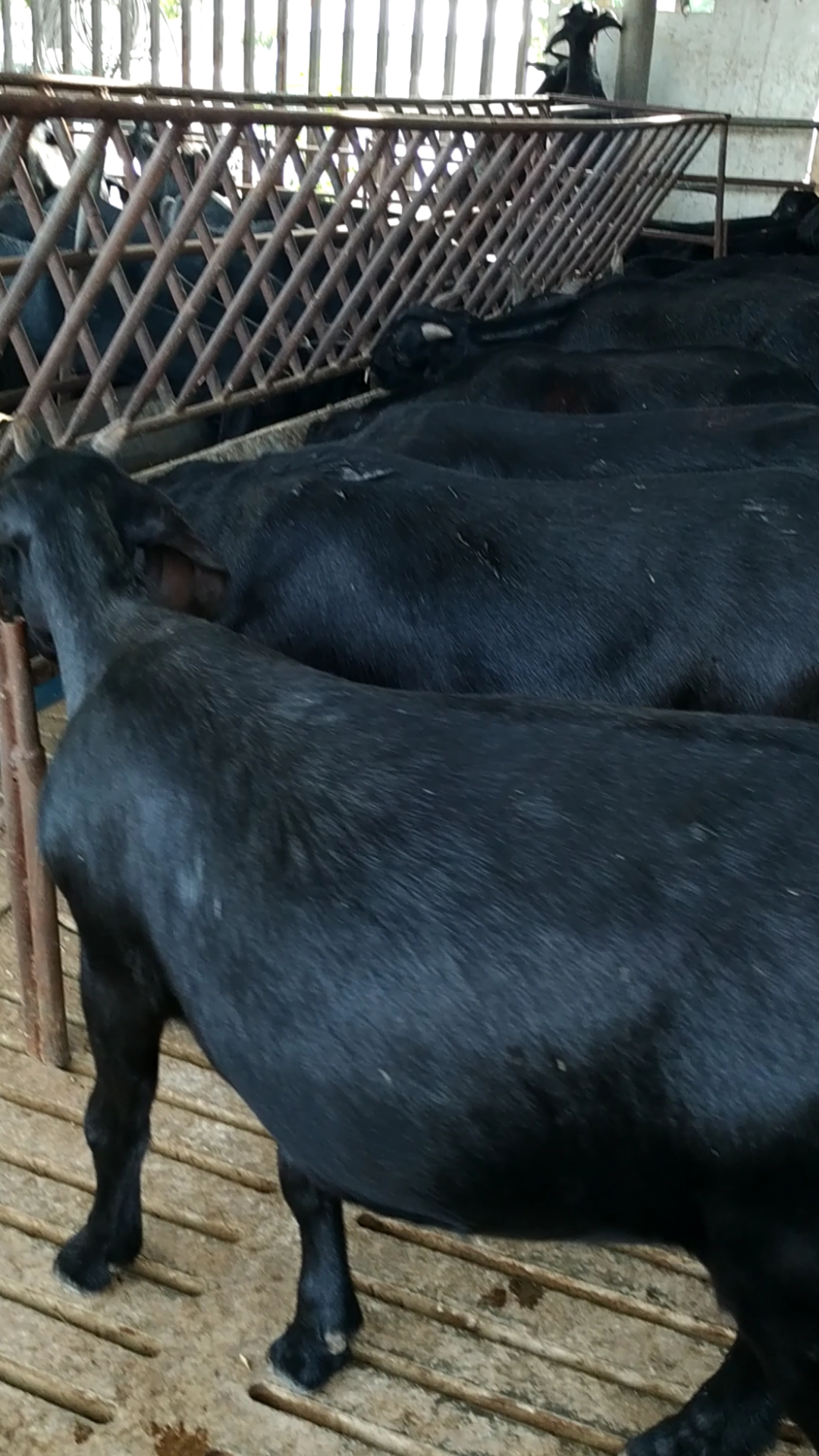 怀孕的努比亚黑山羊,一只也发货