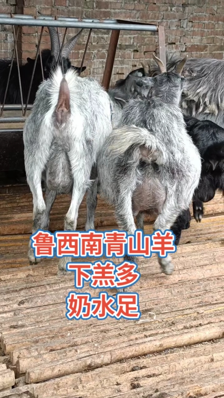 鲁西南国宝青山羊,下羔多,奶水足,一年两窝,一窝三到五只,感谢全民