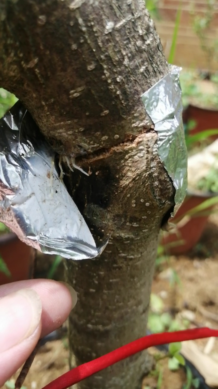 盆景#这样也长根