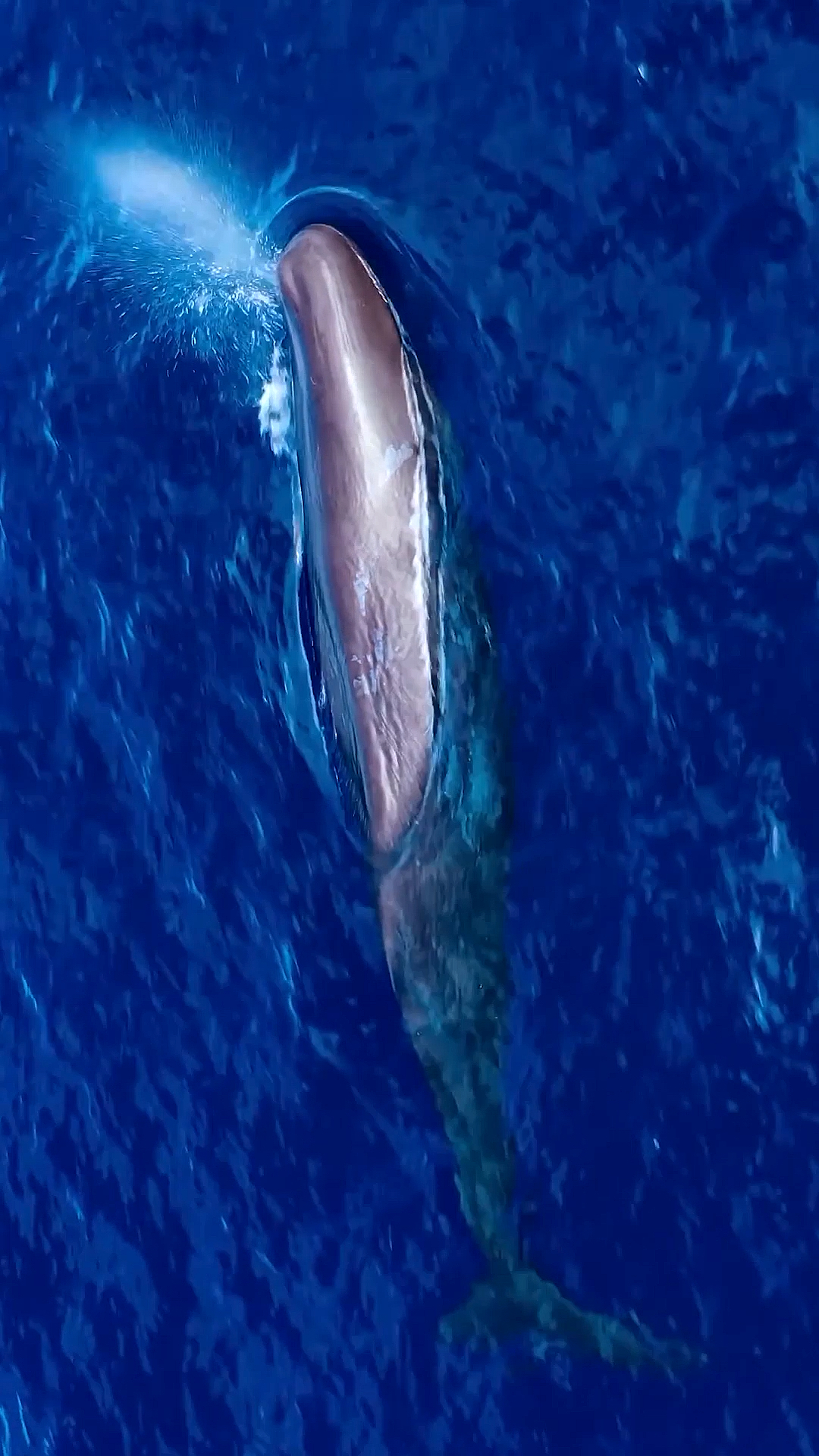 抹香鲸#深海潜水王者抹香鲸,因独特的生理结构,可下潜深海2000多米