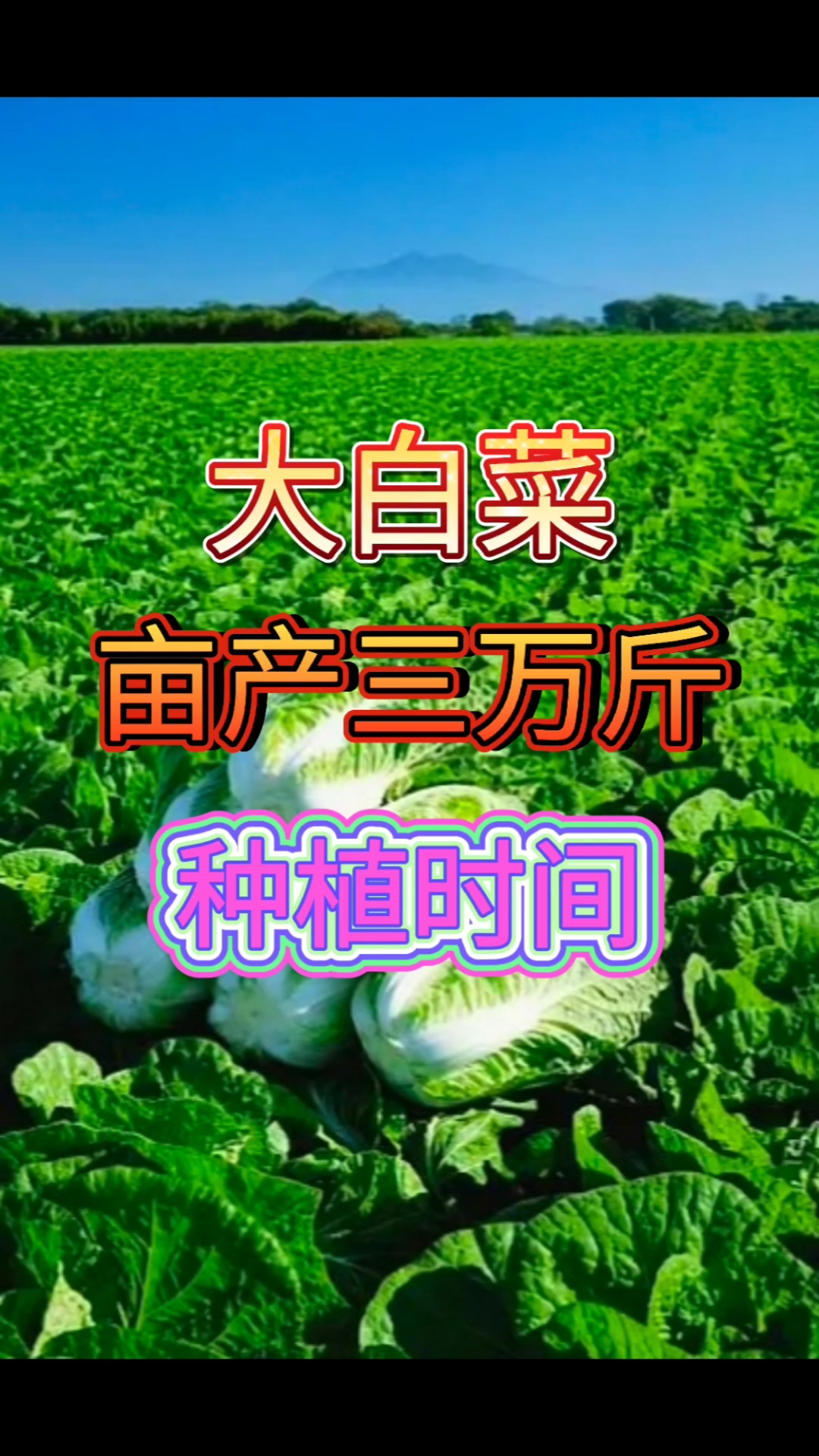 大白菜种植时间对了,可以亩产三万斤