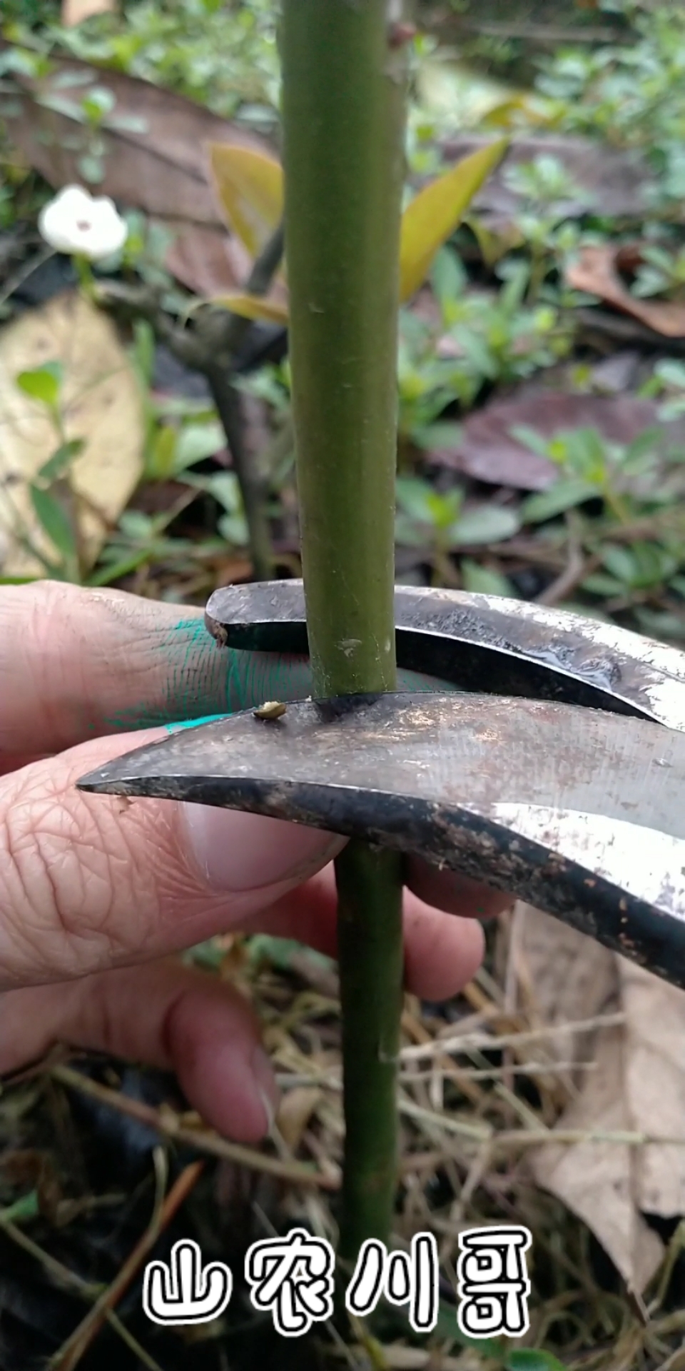 三农新科技#枇杷树嫁接技术分享.