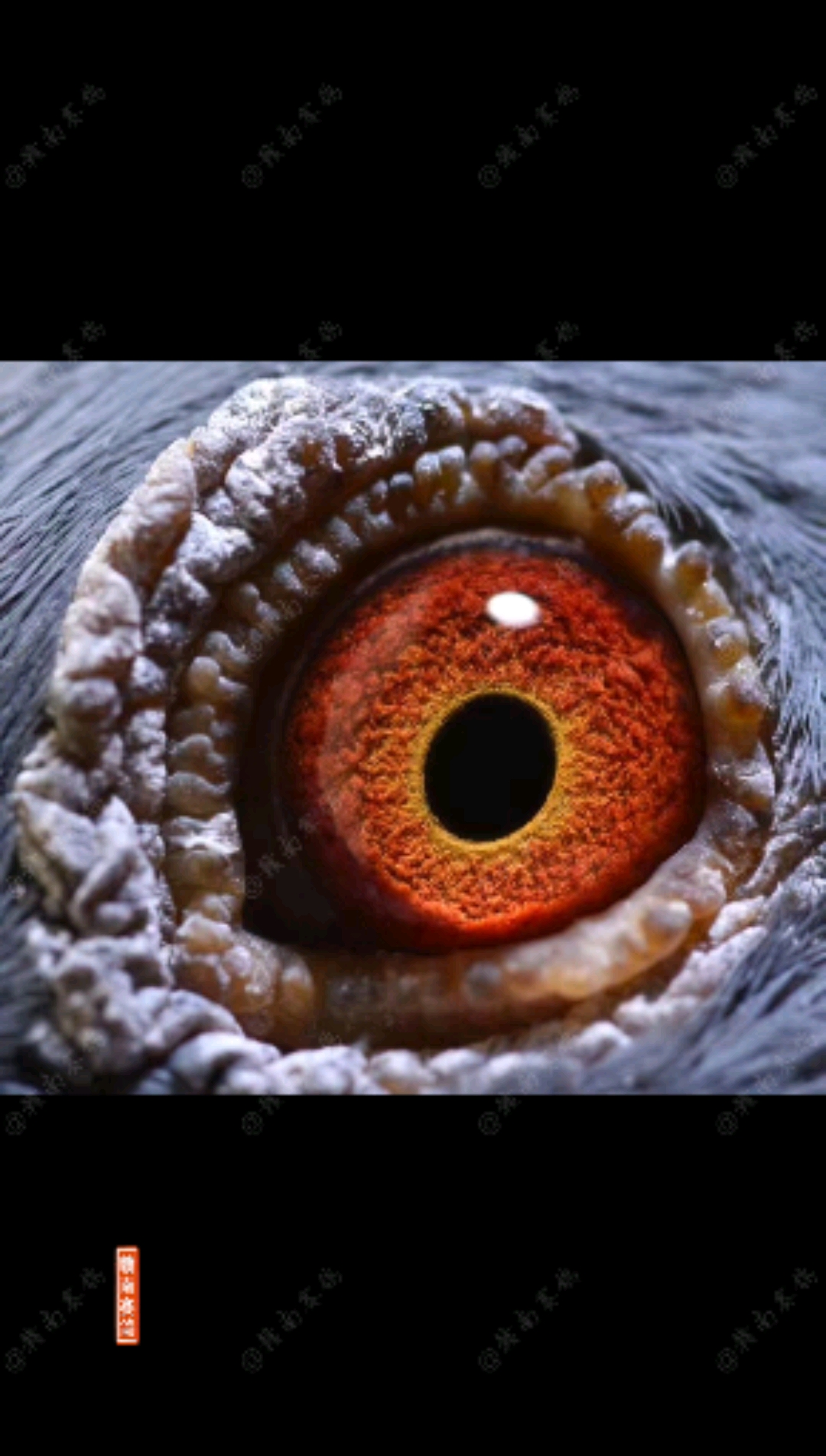 云南军鸽森林黑黑色鸽子较大的优势就是比较容易躲避天敌当鸽子飞起来