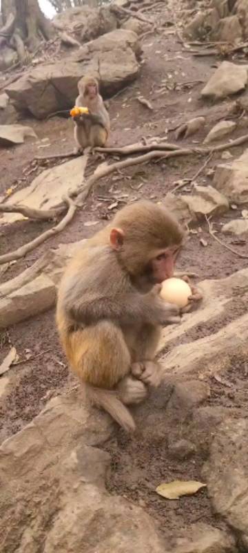 小小爱宠萌化你#猴子吃蛋哈