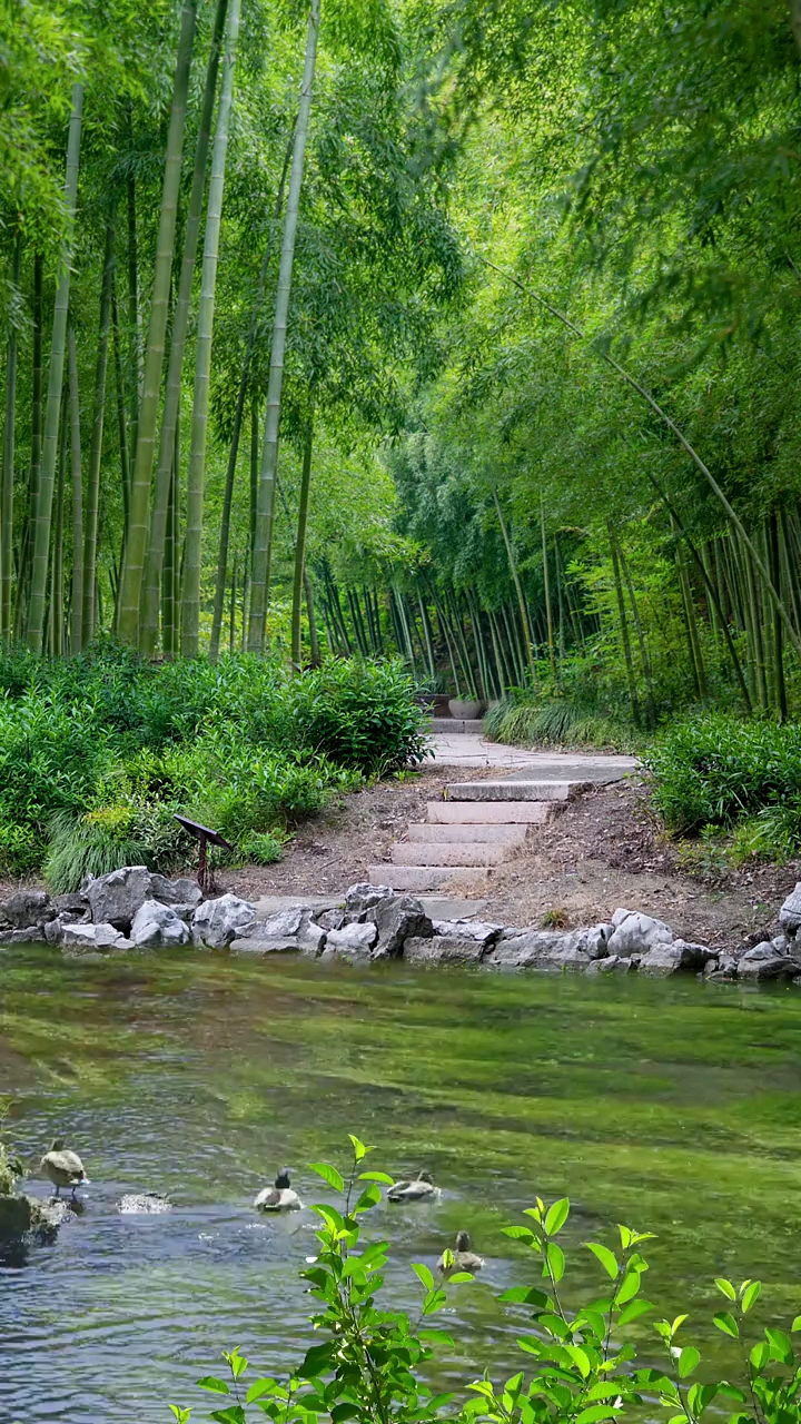 布谷鸟儿和声唱,百鸟朝凤齐共鸣!#风景