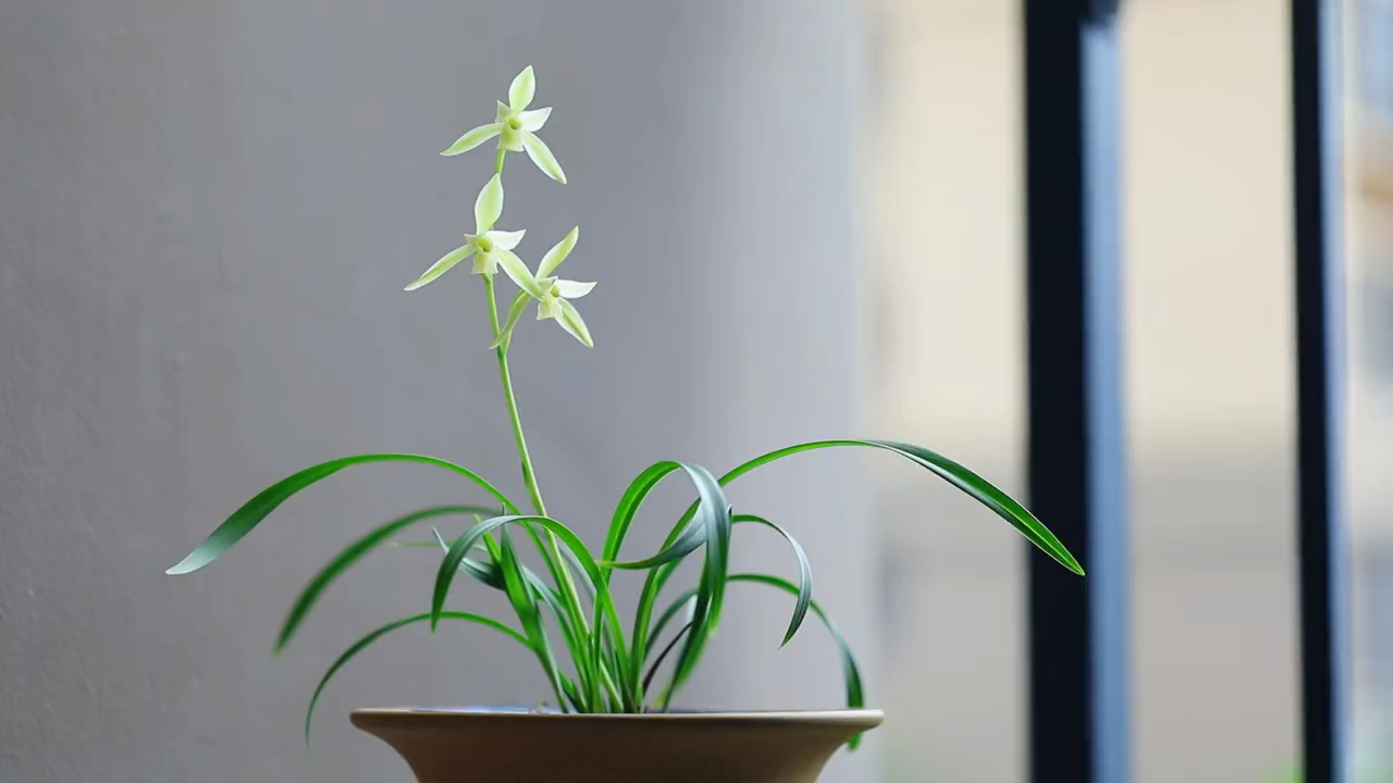 兰花#建兰/黄山雪