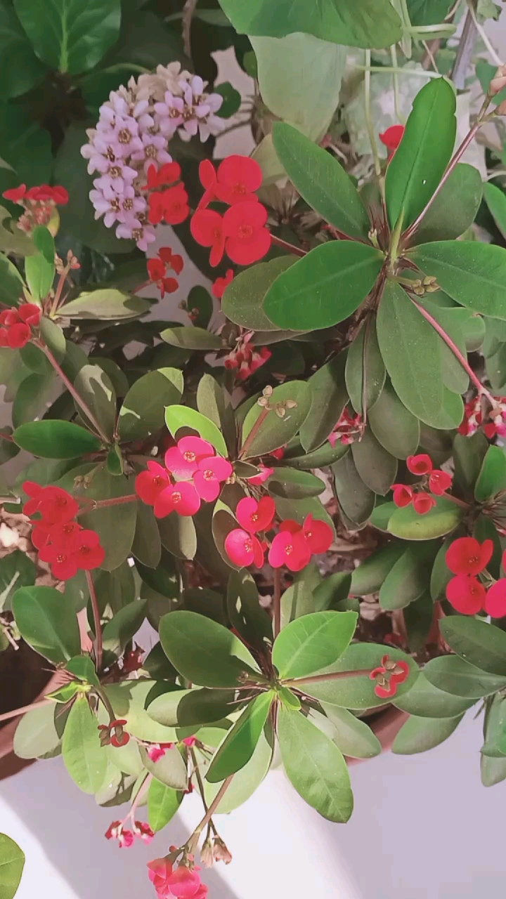 2021我的心愿#这花叫四季红